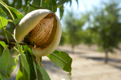 California Nut