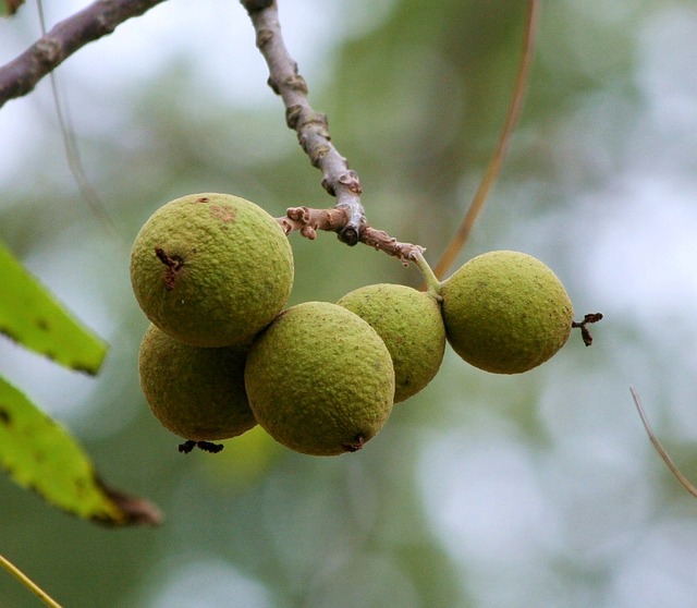 Black walnut - North American Trees