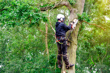 Lodi Tree Service | Prime Tree Service Lodi CA | Trimming | Tree Removal