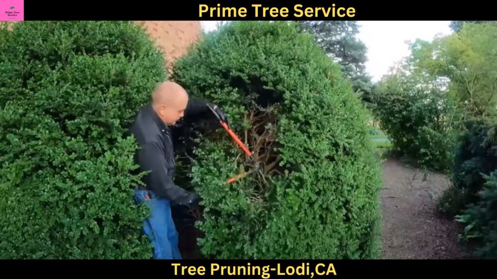 Tree Pruning in Lodi,CA