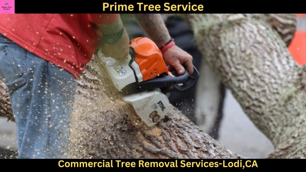 Commercial Tree Removal Services in Lodi,CA