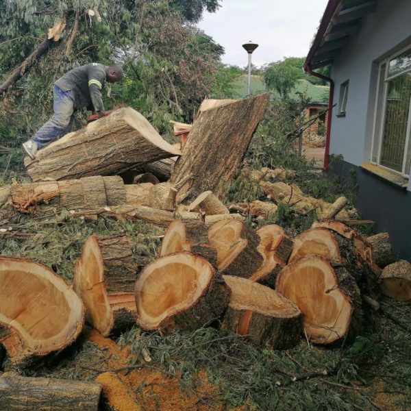 Tree removal - Prime tree