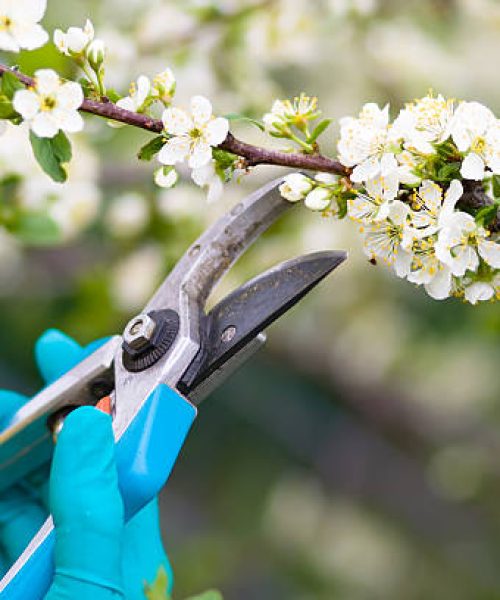 Clippers pruning bushes