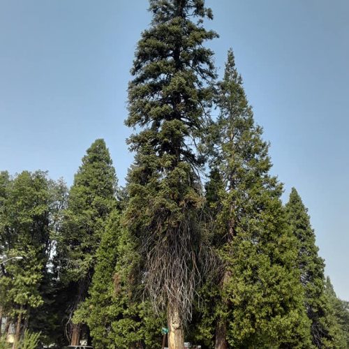 tree_trimming